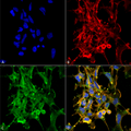 Mouse Anti-Citrulline Antibody [6C2.1] used in Immunocytochemistry/Immunofluorescence (ICC/IF) on  Embryonic kidney epithelial cell line (HEK293) (SMC-501)