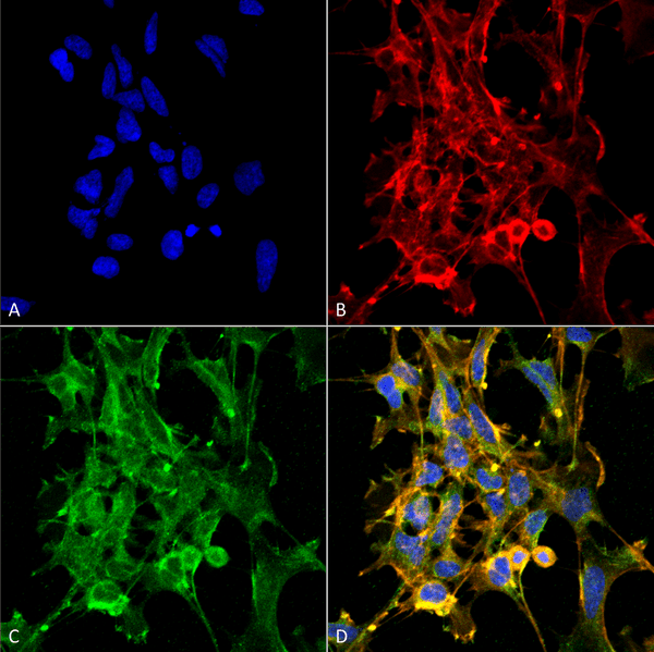 Mouse Anti-Citrulline Antibody [6C2.1] used in Immunocytochemistry/Immunofluorescence (ICC/IF) on  Embryonic kidney epithelial cell line (HEK293) (SMC-501)