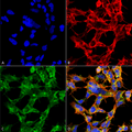 Mouse Anti-O-GlcNAc Antibody [9H6] used in Immunocytochemistry/Immunofluorescence (ICC/IF) on  Embryonic kidney epithelial cell line (HEK293) (SMC-502)