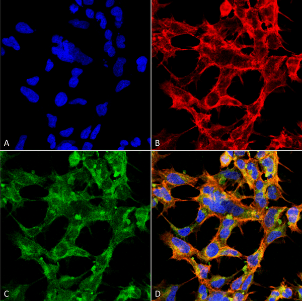 Mouse Anti-O-GlcNAc Antibody [9H6] used in Immunocytochemistry/Immunofluorescence (ICC/IF) on  Embryonic kidney epithelial cell line (HEK293) (SMC-502)