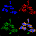 Mouse Anti-O-GalNAc Antibody [9B9] used in Immunocytochemistry/Immunofluorescence (ICC/IF) on  Embryonic kidney epithelial cell line (HEK293) (SMC-503)