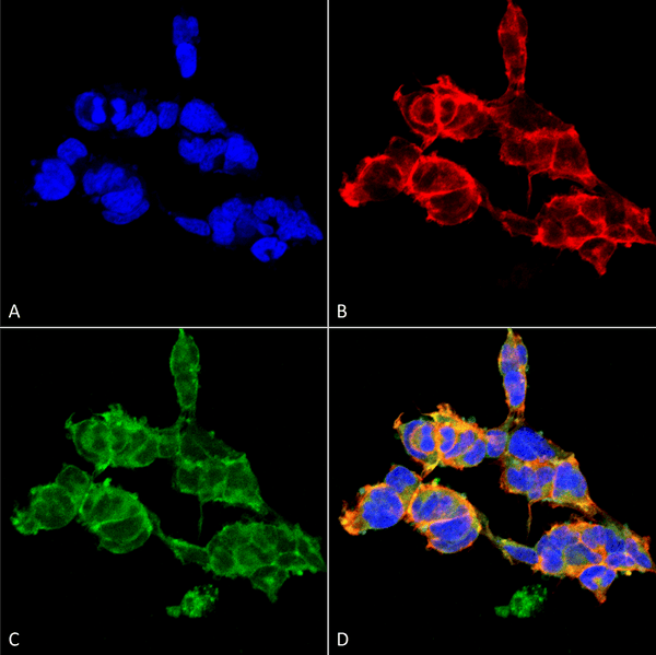 Mouse Anti-O-GalNAc Antibody [9B9] used in Immunocytochemistry/Immunofluorescence (ICC/IF) on  Embryonic kidney epithelial cell line (HEK293) (SMC-503)