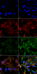 Mouse Anti-Acrolein Antibody [2H2] used in Immunocytochemistry/Immunofluorescence (ICC/IF) on  Embryonic kidney epithelial cell line (HEK293) (SMC-504)