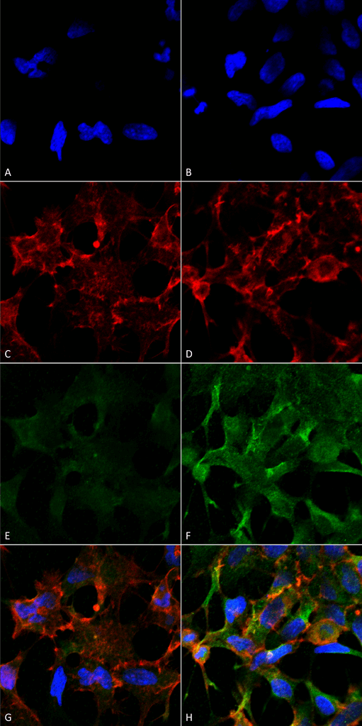 Mouse Anti-Acrolein Antibody [2H2] used in Immunocytochemistry/Immunofluorescence (ICC/IF) on  Embryonic kidney epithelial cell line (HEK293) (SMC-504)