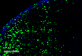 Mouse Anti-Hexanoyl-Lysine adduct Antibody [5D9] used in Immunohistochemistry (IHC) on Rat Kidney (SMC-508)