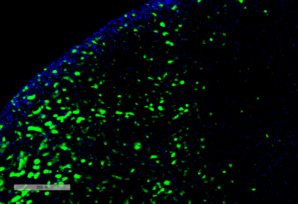 Mouse Anti-Hexanoyl-Lysine adduct Antibody [5D9] used in Immunohistochemistry (IHC) on Rat Kidney (SMC-508)