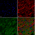 Mouse Anti-Hexanoyl-Lysine adduct Antibody [5E8] used in Immunohistochemistry (IHC) on Rat Heart (SMC-509)