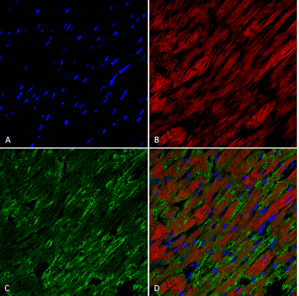Mouse Anti-Hexanoyl-Lysine adduct Antibody [5E8] used in Immunohistochemistry (IHC) on Rat Heart (SMC-509)