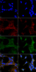 Mouse Anti-4-Hydroxy-2-hexenal Antibody [6F10] used in Immunocytochemistry/Immunofluorescence (ICC/IF) on  Embryonic kidney epithelial cell line (HEK293) (SMC-510)