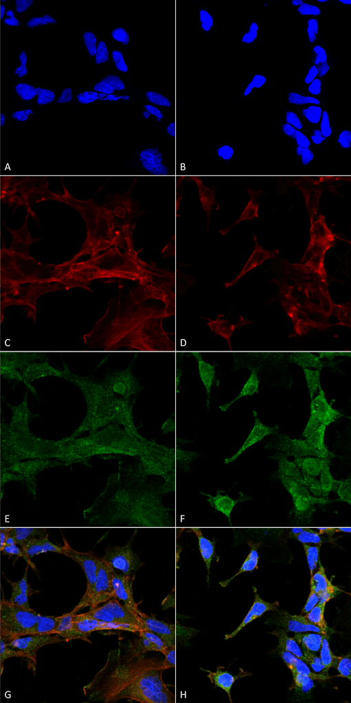 Mouse Anti-4-Hydroxy-2-hexenal Antibody [6F10] used in Immunocytochemistry/Immunofluorescence (ICC/IF) on  Embryonic kidney epithelial cell line (HEK293) (SMC-510)