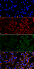 Mouse Anti-4-Hydroxynonenal Antibody [12F7] used in Immunocytochemistry/Immunofluorescence (ICC/IF) on  Embryonic kidney epithelial cell line (HEK293) (SMC-511)