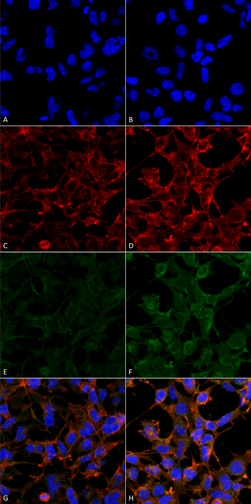 Mouse Anti-4-Hydroxynonenal Antibody [12F7] used in Immunocytochemistry/Immunofluorescence (ICC/IF) on  Embryonic kidney epithelial cell line (HEK293) (SMC-511)