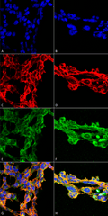 Mouse Anti-7-Ketocholesterol Antibody [7E1] used in Immunocytochemistry/Immunofluorescence (ICC/IF) on  Embryonic kidney epithelial cell line (HEK293) (SMC-512)