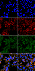 Mouse Anti-Malondialdehyde Antibody [6H6] used in Immunocytochemistry/Immunofluorescence (ICC/IF) on  Embryonic kidney epithelial cell line (HEK293) (SMC-514)