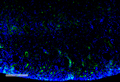 Mouse Anti-Malondialdehyde Antibody [11E3] used in Immunohistochemistry (IHC) on Mouse Kidney (SMC-515)