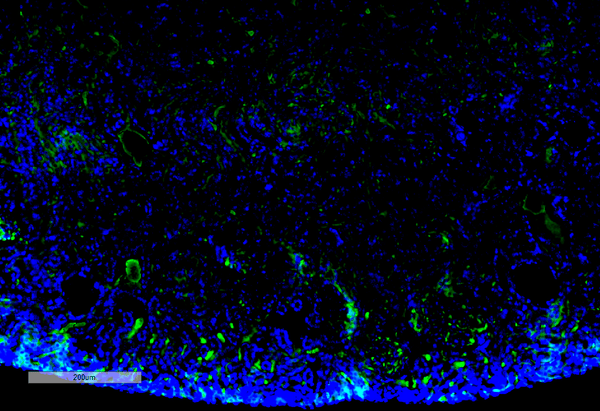 Mouse Anti-Malondialdehyde Antibody [11E3] used in Immunohistochemistry (IHC) on Mouse Kidney (SMC-515)