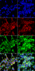 Mouse Anti-Methylglyoxal Antibody [9E7] used in Immunocytochemistry/Immunofluorescence (ICC/IF) on  Embryonic kidney epithelial cell line (HEK293) (SMC-516)