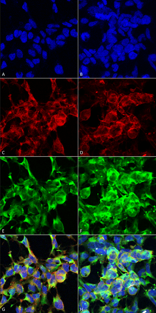 Mouse Anti-Methylglyoxal Antibody [9E7] used in Immunocytochemistry/Immunofluorescence (ICC/IF) on  Embryonic kidney epithelial cell line (HEK293) (SMC-516)
