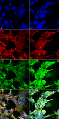 Mouse Anti-Methylglyoxal Antibody [9F11] used in Immunocytochemistry/Immunofluorescence (ICC/IF) on  Embryonic kidney epithelial cell line (HEK293) (SMC-517)