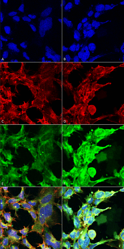 Mouse Anti-Methylglyoxal Antibody [9F11] used in Immunocytochemistry/Immunofluorescence (ICC/IF) on  Embryonic kidney epithelial cell line (HEK293) (SMC-517)