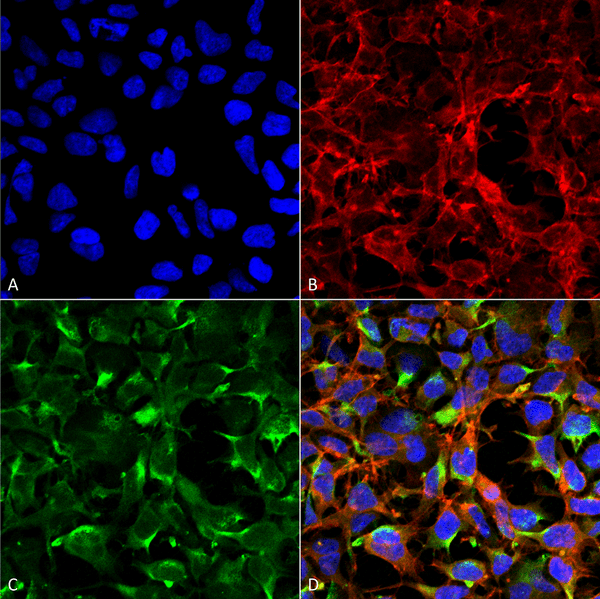 Mouse Anti-Dityrosine Antibody [7D4] used in Immunocytochemistry/Immunofluorescence (ICC/IF) on Human Embryonic kidney cells (HEK293) cultured overnight with 50 µM H2O2 (SMC-520)