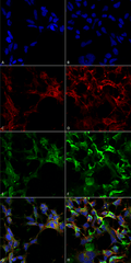 Mouse Anti-Dityrosine Antibody [10A6] used in Immunocytochemistry/Immunofluorescence (ICC/IF) on Human Embryonic kidney epithelial cell line (HEK293) (SMC-521)