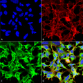Mouse Anti-Sulfotyrosine Antibody [12B11] used in Immunocytochemistry/Immunofluorescence (ICC/IF) on Human Embryonic kidney epithelial cell line (HEK293) (SMC-522)