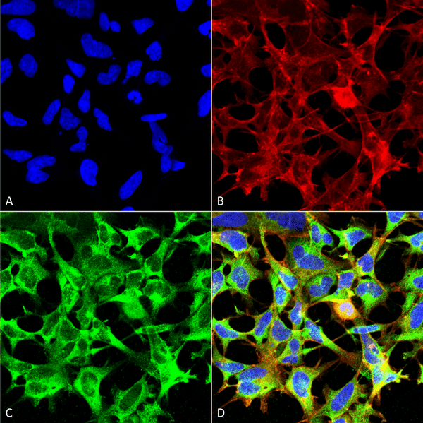 Mouse Anti-Sulfotyrosine Antibody [12B11] used in Immunocytochemistry/Immunofluorescence (ICC/IF) on Human Embryonic kidney epithelial cell line (HEK293) (SMC-522)