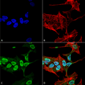 Mouse Anti-Alpha Synuclein Antibody [3C11] used in Immunocytochemistry/Immunofluorescence (ICC/IF) on Human Neuroblastoma cell line (SK-N-BE) (SMC-530)