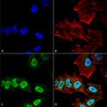 Mouse Anti-Alpha Synuclein Antibody [10H7] used in Immunocytochemistry/Immunofluorescence (ICC/IF) on Human Neuroblastoma cell line (SK-N-BE) (SMC-531)