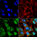 Mouse Anti-Alpha Synuclein Antibody [4F1] used in Immunocytochemistry/Immunofluorescence (ICC/IF) on Human Neuroblastoma cell line (SK-N-BE) (SMC-533)