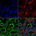 Mouse Anti-KDEL Antibody [2C1] used in Immunohistochemistry (IHC) on Rat kidney (SMC-539)