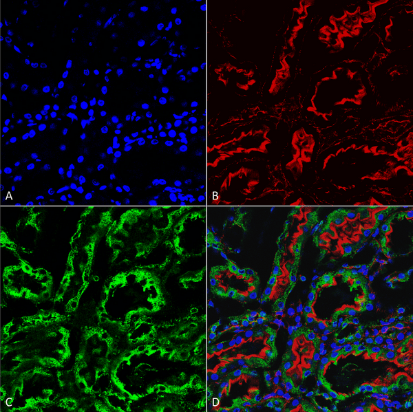 Mouse Anti-KDEL Antibody [2C1] used in Immunohistochemistry (IHC) on Rat kidney (SMC-539)