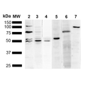 Mouse Anti-KDEL Antibody [2D6] used in Western Blot (WB) on Human Cervical cancer cell line (HeLa) lysate (SMC-540)