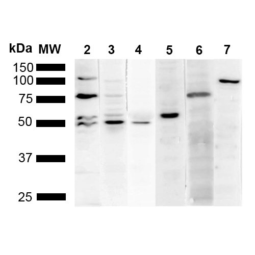 Mouse Anti-KDEL Antibody [2D6] used in Western Blot (WB) on Human Cervical cancer cell line (HeLa) lysate (SMC-540)
