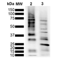 Rabbit Anti-Ubiquitin Antibody [RGL3R] used in Western Blot (WB) on  Purified poly-ubiquitin chains (SMC-548)