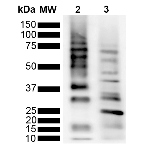 Rabbit Anti-Ubiquitin Antibody [RGL3R] used in Western Blot (WB) on  Purified poly-ubiquitin chains (SMC-548)