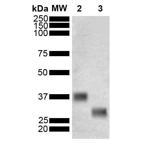 Mouse Anti-GST Antibody [3E2] used in Western Blot (WB) on Schistosoma japonicum Purified GST (SMC-549)