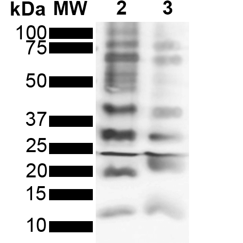 Rabbit Anti-Ubiquitin Antibody [FK2] used in Western Blot (WB) on  Purified poly-ubiquitin chains (SMC-550)
