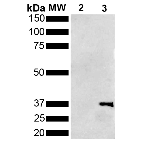 Mouse Anti-Metallothionein Antibody [1F5] used in Western Blot (WB) on Pseudomonas aeruginosa Metallothionein (PmtA) GST tagged (SMC-551)
