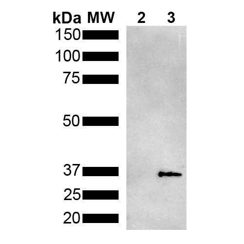 Mouse Anti-Metallothionein Antibody [2B5] used in Western Blot (WB) on Pseudomonas aeruginosa Metallothionein (PmtA) GST tagged (SMC-552)