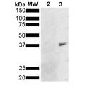 Mouse Anti-Metallothionein Antibody [8D8] used in Western Blot (WB) on Pseudomonas aeruginosa Metallothionein (PmtA) GST tagged (SMC-553)