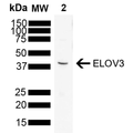 Mouse Anti-ELOVL3 Antibody [V61P2B3-D10] used in Western Blot (WB) on Rat brain (SMC-555)