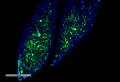 Mouse Anti-Thyroid Hormone Receptor Antibody [H43] used in Immunohistochemistry (IHC) on Mouse Thyroid (SMC-561)