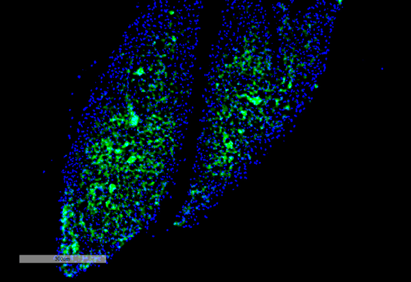 Mouse Anti-Thyroid Hormone Receptor Antibody [H43] used in Immunohistochemistry (IHC) on Mouse Thyroid (SMC-561)