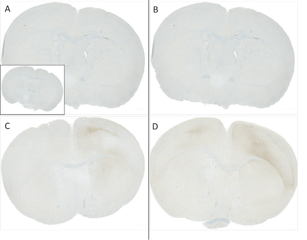 Rabbit Anti-Alpha Synuclein Antibody (pSer129) [J18] used in Immunohistochemistry (IHC) on Mouse Brain (SMC-600)