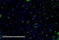 Mouse Anti-VPS35 Antibody [8A3] used in Immunohistochemistry (IHC) on Mouse Kidney (SMC-604)