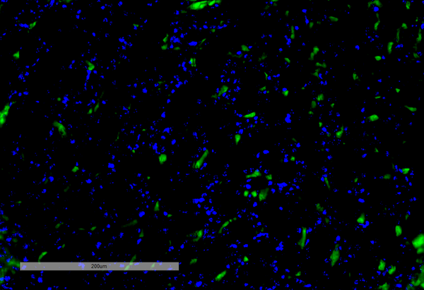 Mouse Anti-VPS35 Antibody [8A3] used in Immunohistochemistry (IHC) on Mouse Kidney (SMC-604)