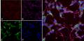 Mouse Anti-NOS1/nNOS Antibody [J23] used in Immunocytochemistry/Immunofluorescence (ICC/IF) on Human Differentiated SH-SY5Y (SMC-609)