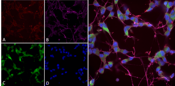 Mouse Anti-NOS1/nNOS Antibody [J23] used in Immunocytochemistry/Immunofluorescence (ICC/IF) on Human Differentiated SH-SY5Y (SMC-609)